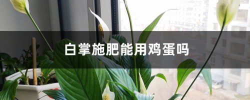 白掌施肥能用鸡蛋吗