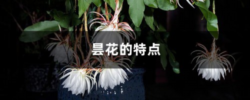 昙花的特点