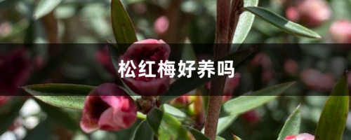 松红梅好养吗