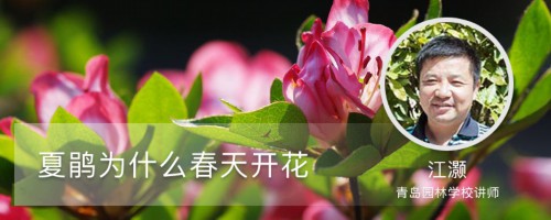 夏鹃为什么春天开花