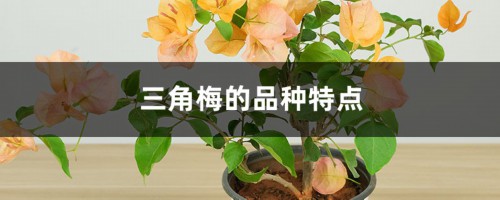 三角梅的品种特点