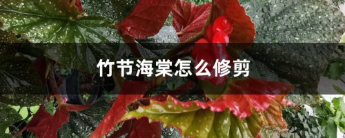 竹节海棠怎么修剪