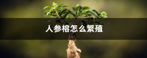 人参榕怎么繁殖